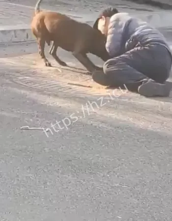 东北比特犬咬人事件